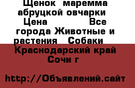 Щенок  маремма абруцкой овчарки › Цена ­ 50 000 - Все города Животные и растения » Собаки   . Краснодарский край,Сочи г.